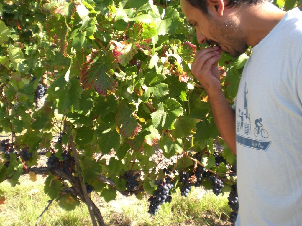 Leo tastes the grapes from vines selected according to the soil profile they are located in