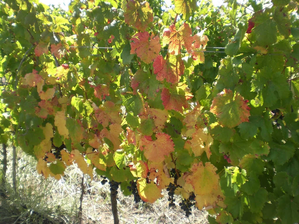 Vines start to show the beginning of Fall 