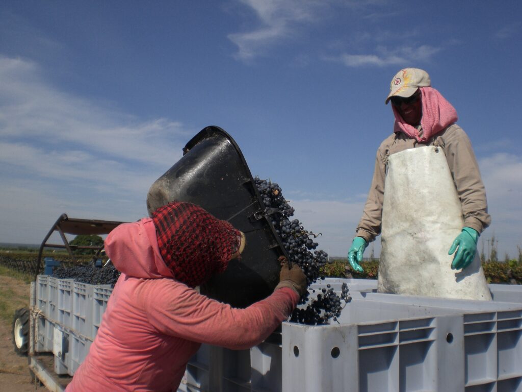 The grapes are poured in bins that take the bunches to the winery 