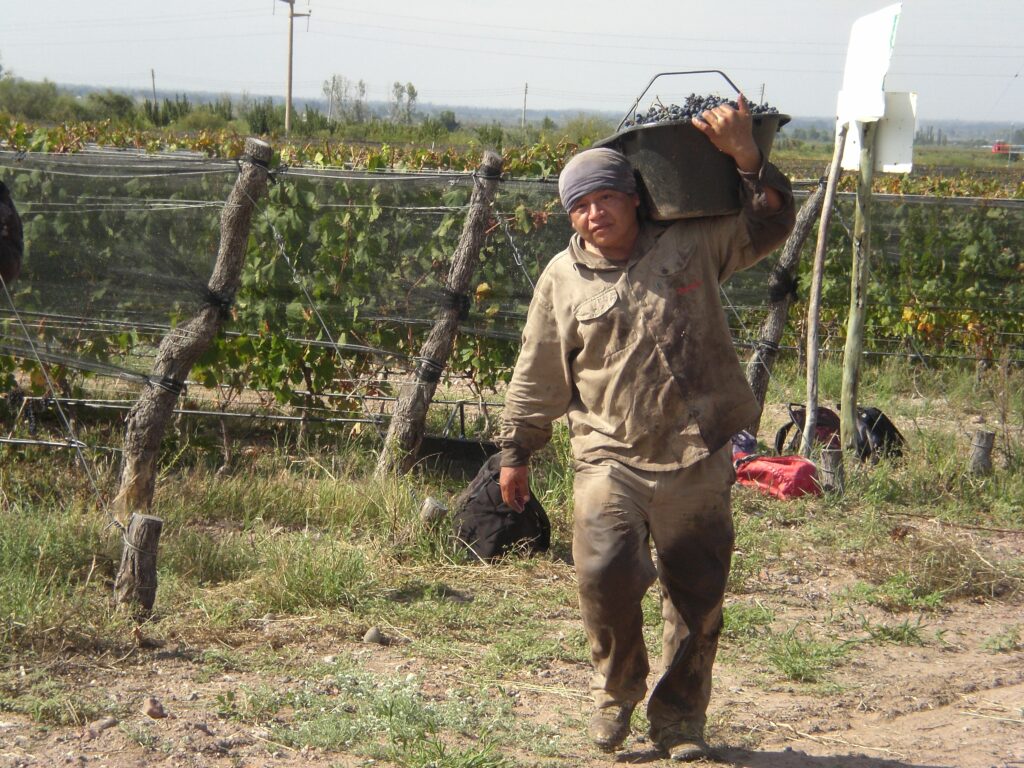 The harvesters protect themselves from the sun in order to work all day long